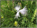 foto Fiori